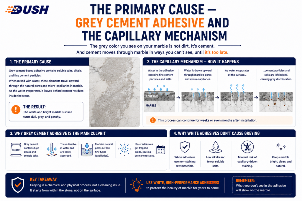 The Primary Cause — Grey Cement Adhesive and the Capillary Mechanism
